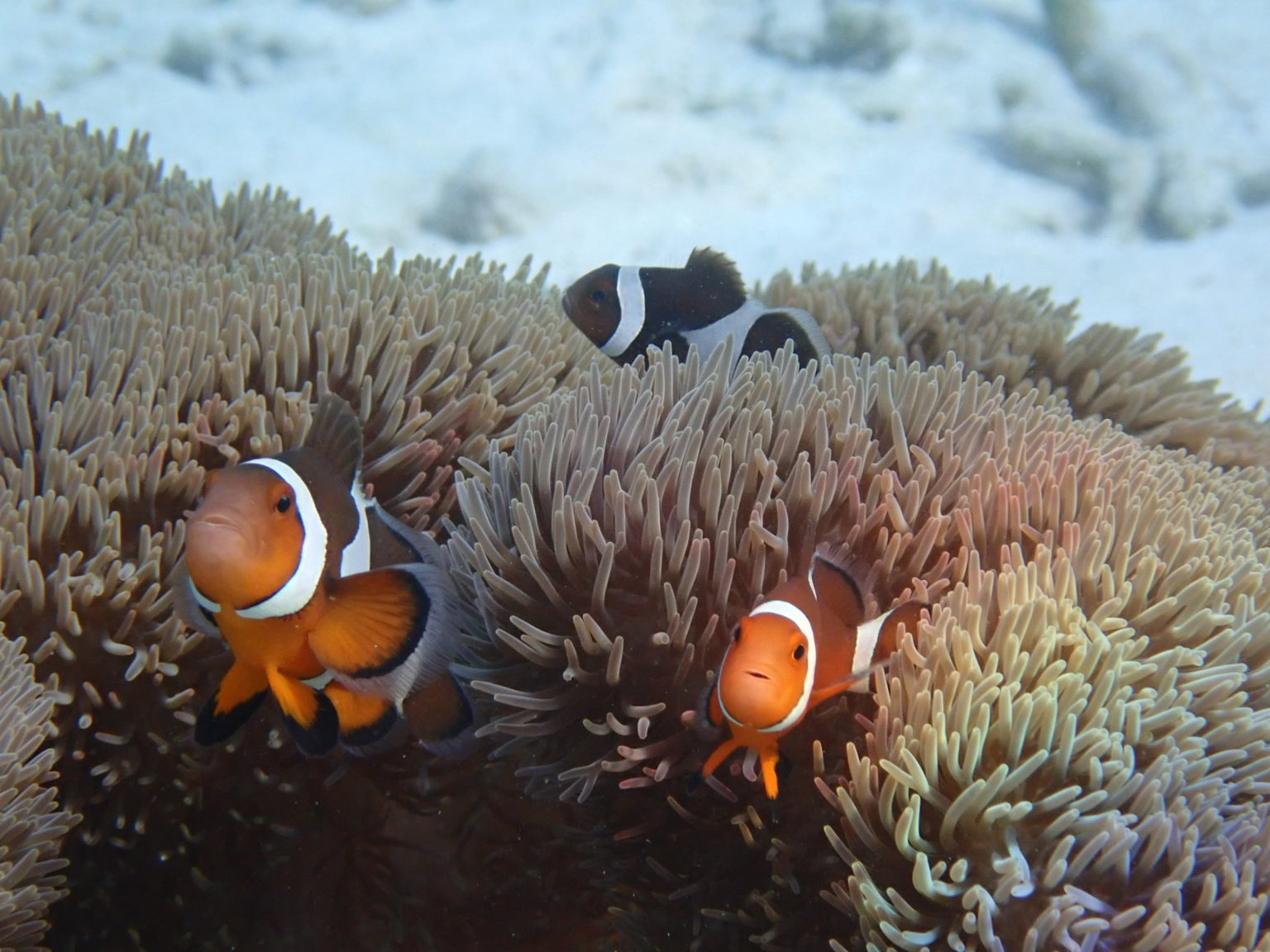 カクレクマノミの魚種プロフィール
