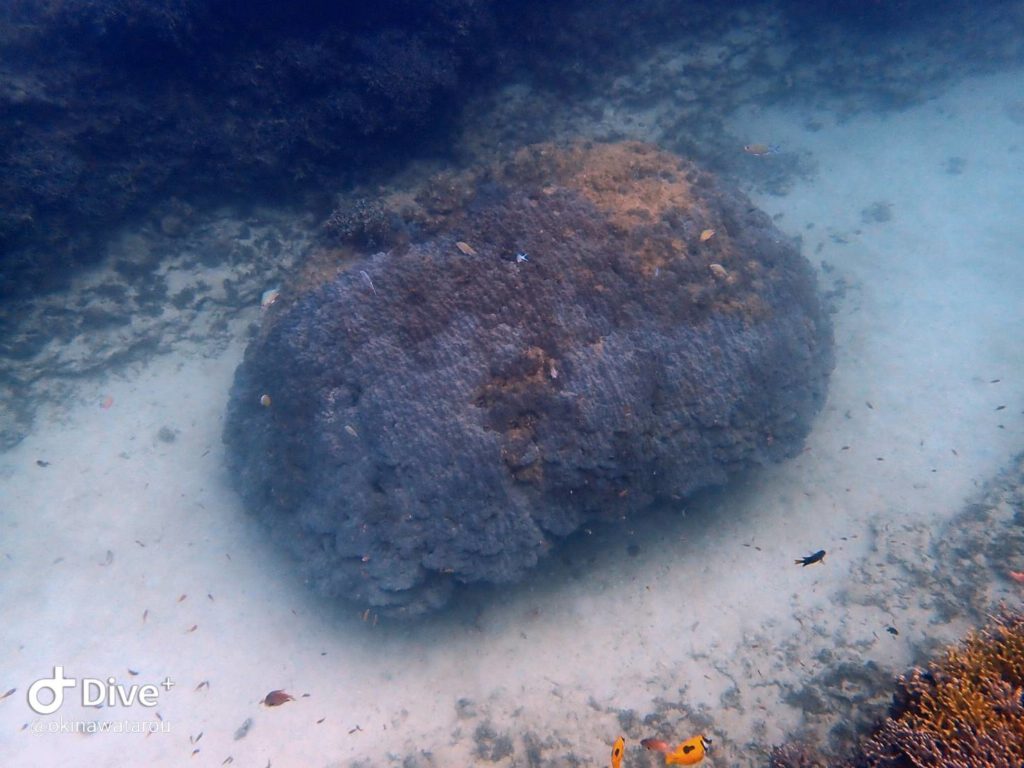 真ん丸サンゴ
