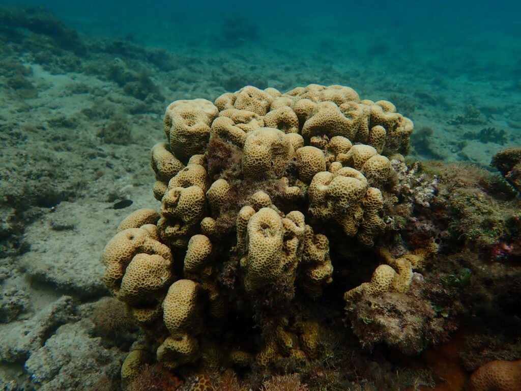 塊状サンゴ